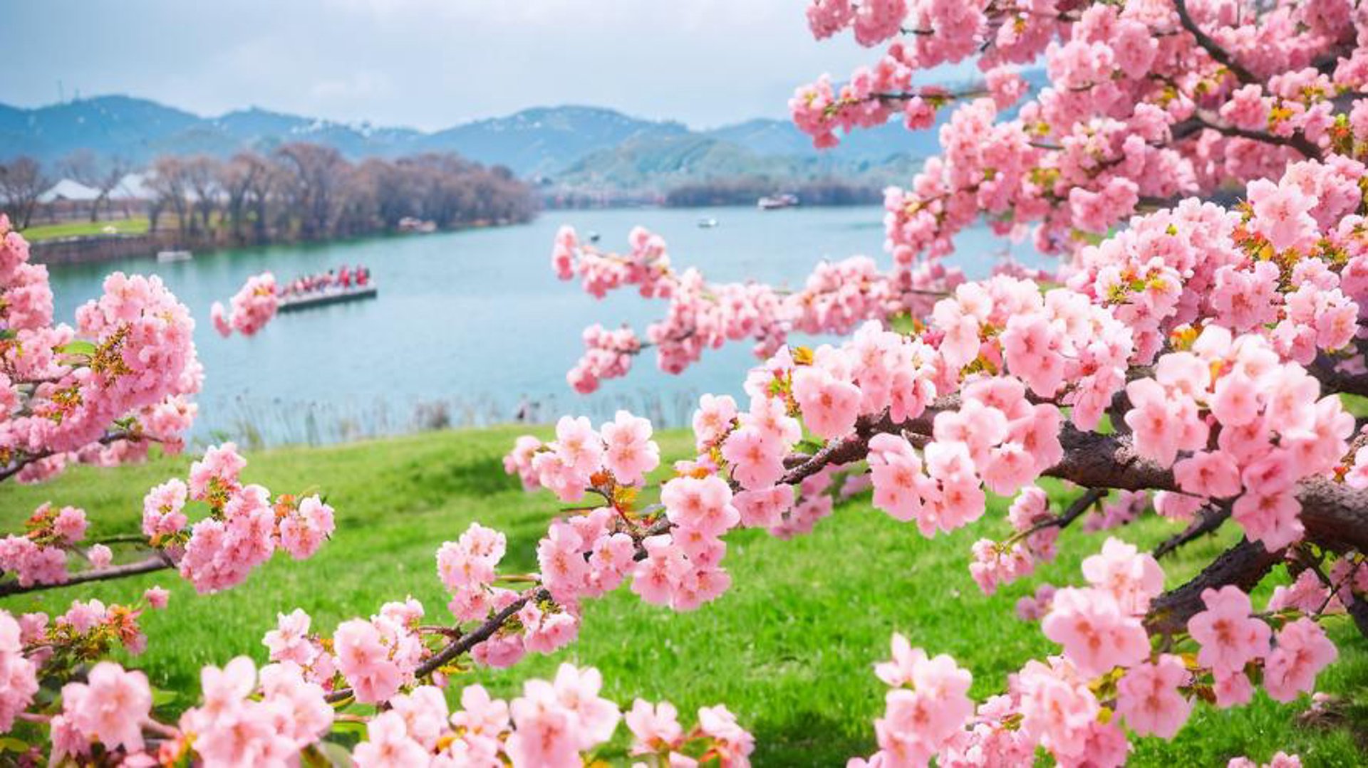 樱花整形咨询